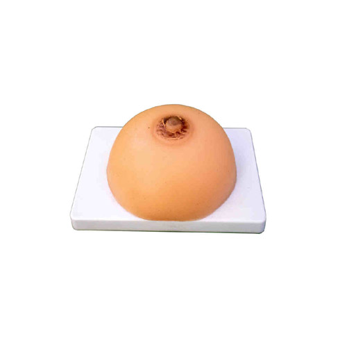 Lactation Training Model, XC-418B, ESMC, Xinch, China