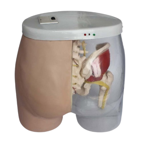 Intramuscular Injection Model, XC-453A, ESMC, Xinch, China