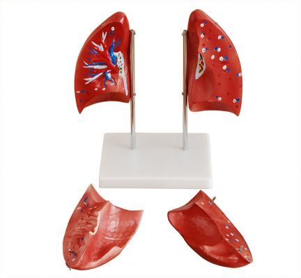 Lung Model, XC-321B, ESMC, Xinch Scientific, China