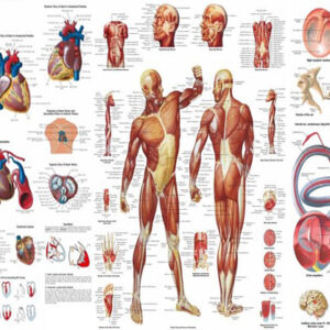 Anatomical Chart