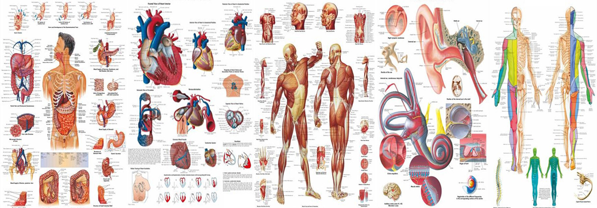 Anatomical Chart