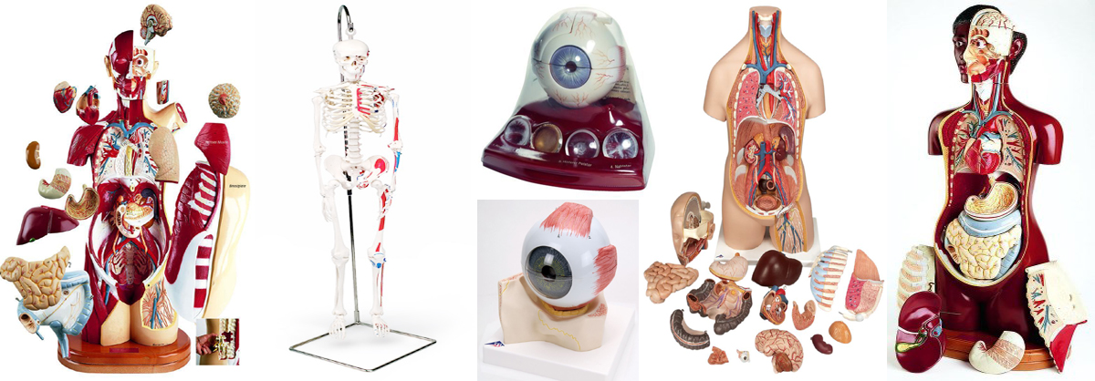 Anatomical Model