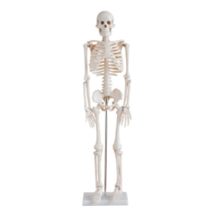 Skeleton Models 85cm, XC-102, ESMC, Xinch, China