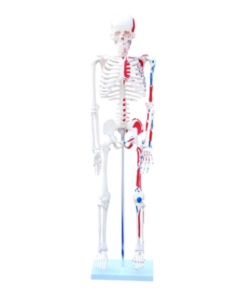 Skeleton with Painted Muscles 85cm, XC-102C, ESMC, Xinch, China
