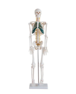 Skeleton with spinal nerves 85cm, XC-102A, ESMC, Xinch, China