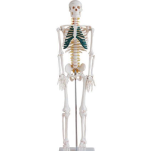 Skeleton with spinal nerves 85cm, XC-102A, ESMC, Xinch, China