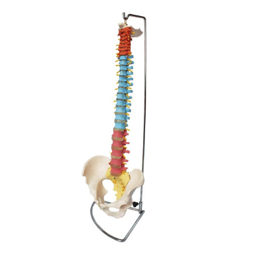 Didactic Vertebral Column with Pelvis, XC-105C, ESMC, Xinch, China