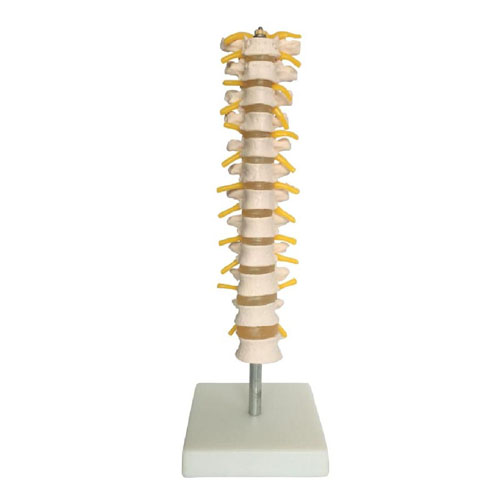 Thoracic Spinal Column, XC-120, ESMC, Xinch, China