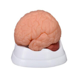 New Style Brain Model 9 Parts, XC-304B, ESMC, Xinch, China