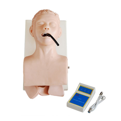 Human Trachea Intubation Model, XC-407, ESMC, Xinch, China