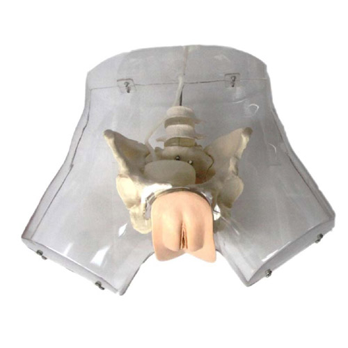 Transparent Female Urethral Catheterization Simulator, XC-408F, ESMC, Xinch, China