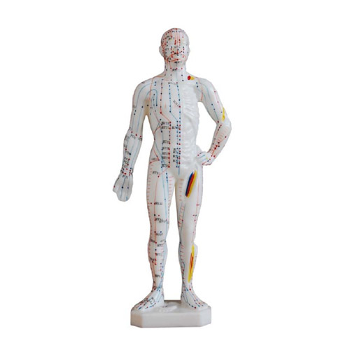 Acupuncture Model 26CM, XC-506, ESMC, Xinch, China