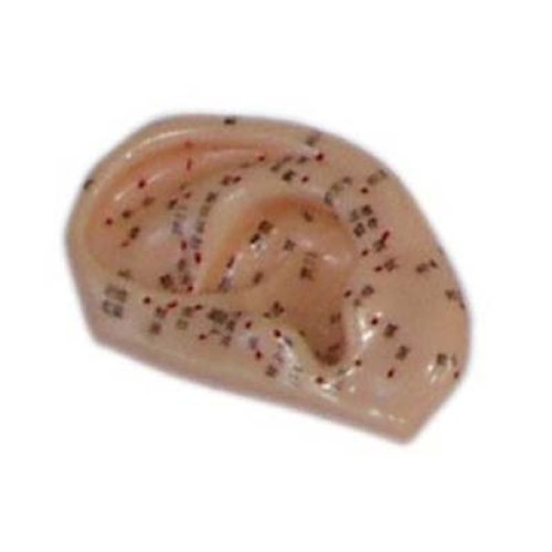 Ear Acupuncture Model 1:1, XC-508C, ESMC, Xinch, China