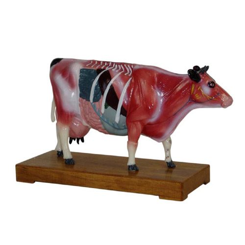 Cattle Acupuncture Model, XC-603, ESMC, Xinch, China