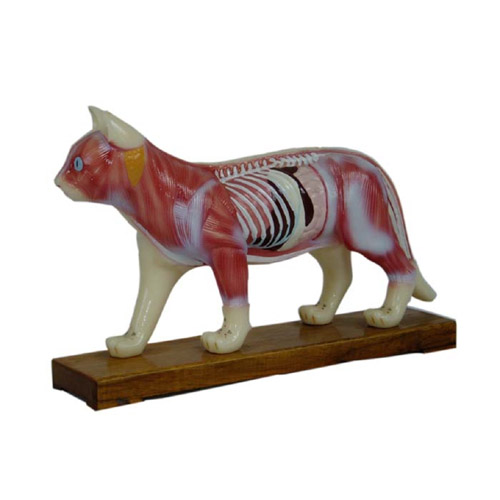 Cat Acupuncture Model, XC-605, ESMC, Xinch, China